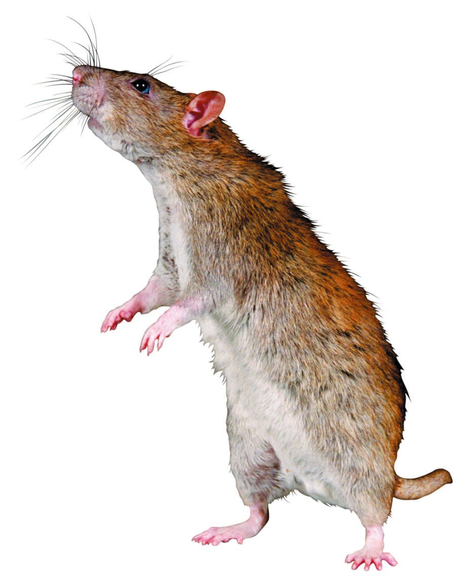 Крыса Рона Уизли