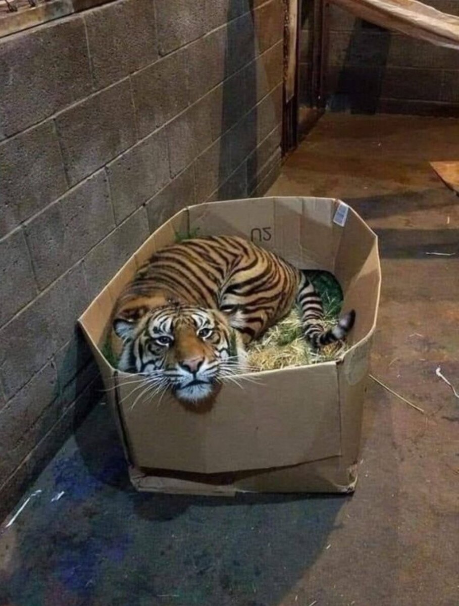 Большие кошки и коробки