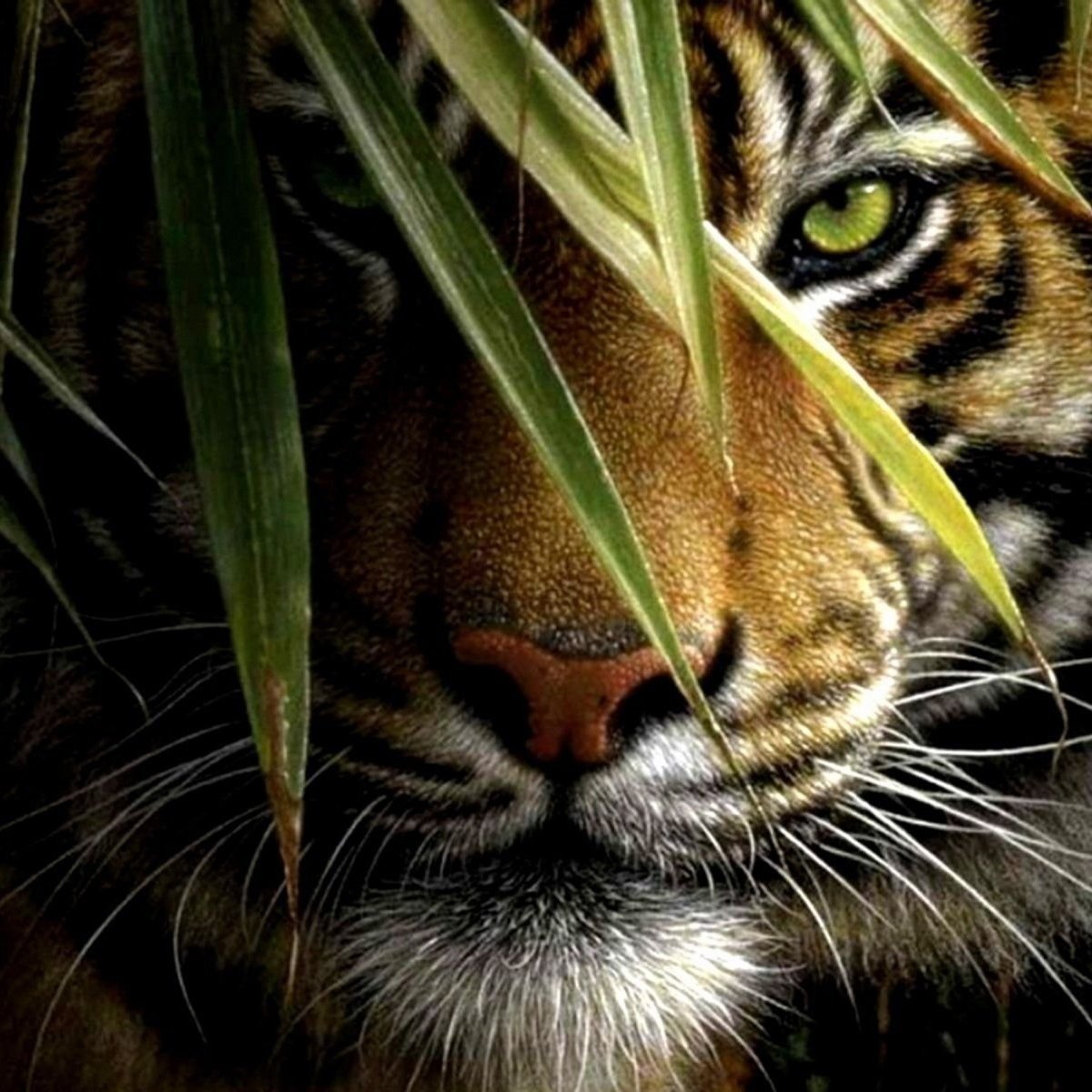 Красивый тигр