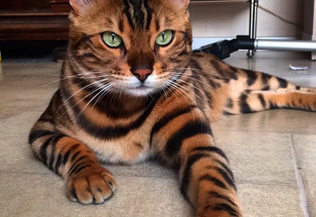 Тигровый бенгальский кот