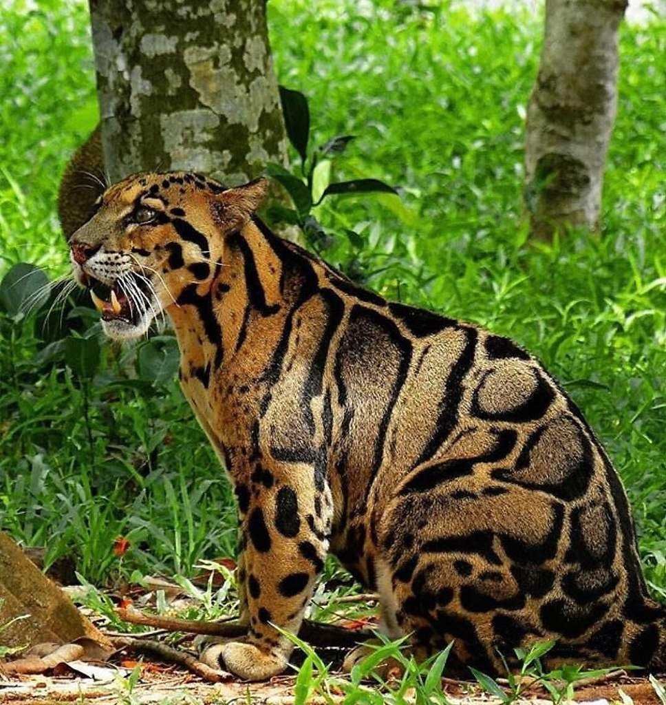 Таиландский дымчатый леопард