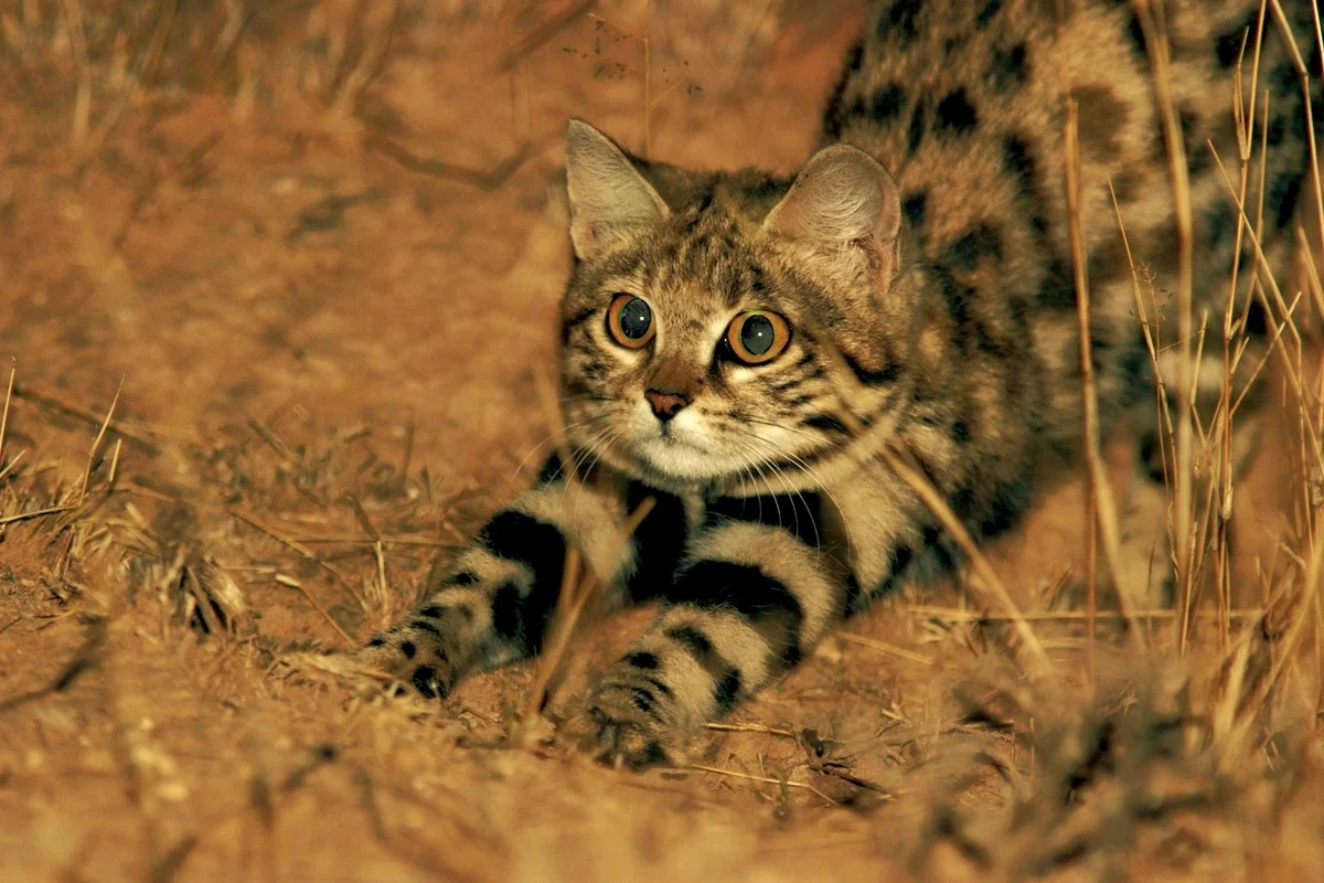 4. Черноногая кошка (Felis nigripes)