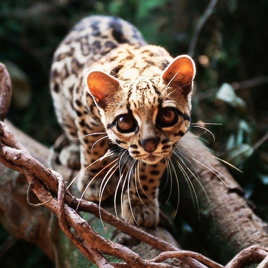 Онцилла Маргай