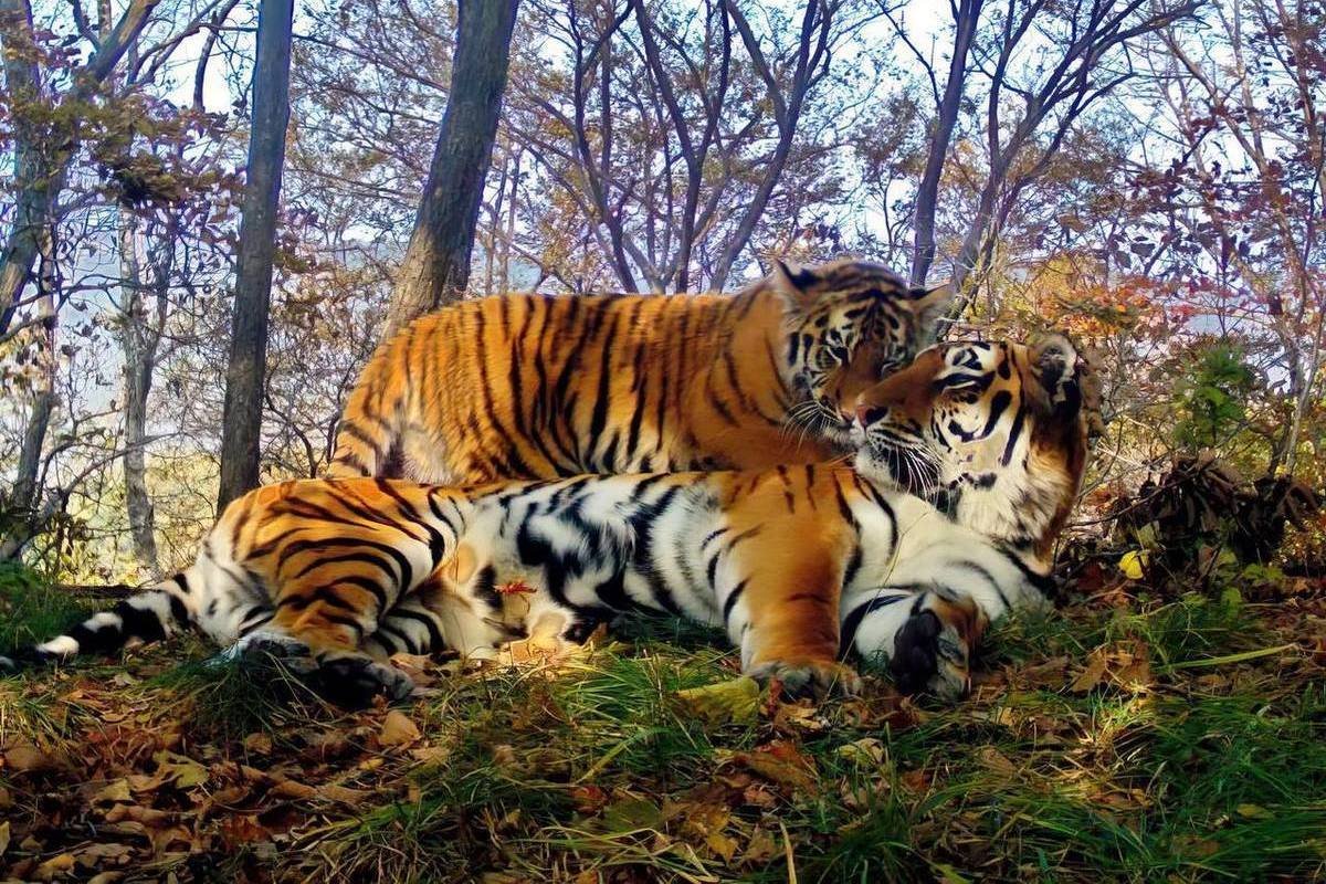 Тигр Дальневосточный Амурский