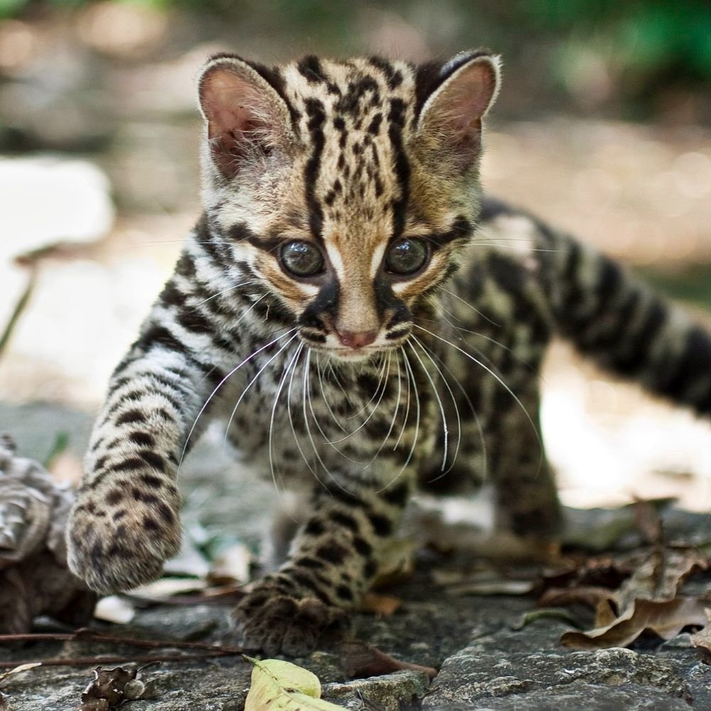 Длиннохвостая кошка leopardus wiedii