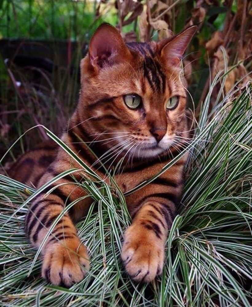 Тойгер (Toyger)