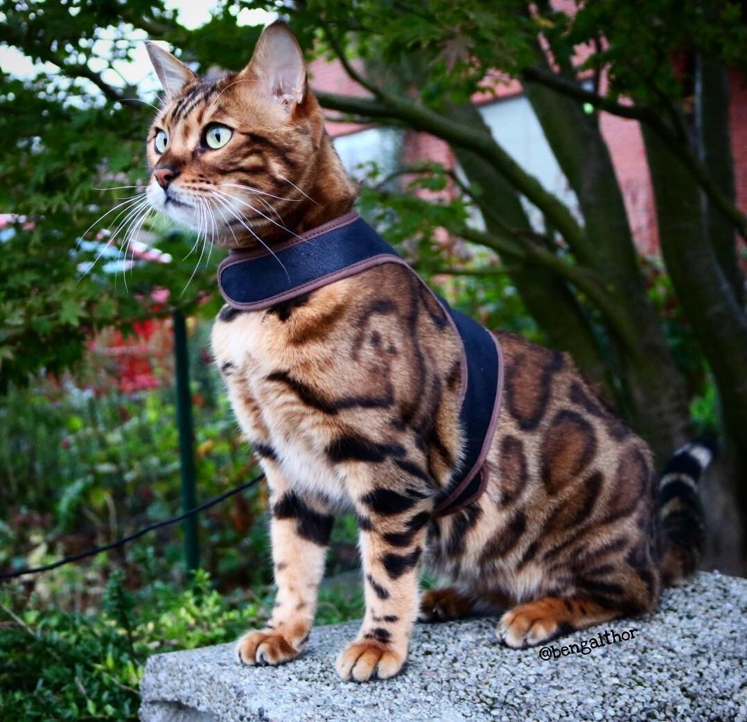 Кошки бенгальской породы