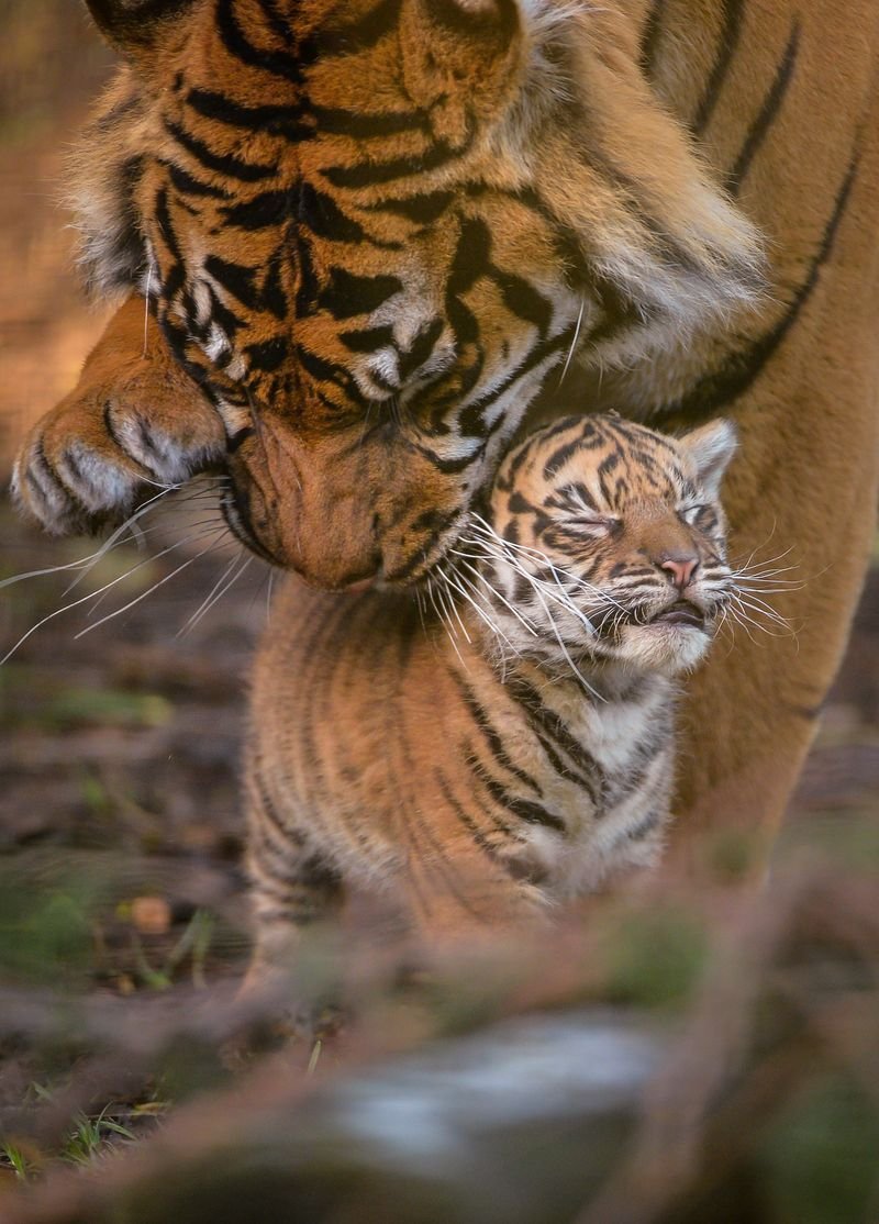 Кошка тигрица