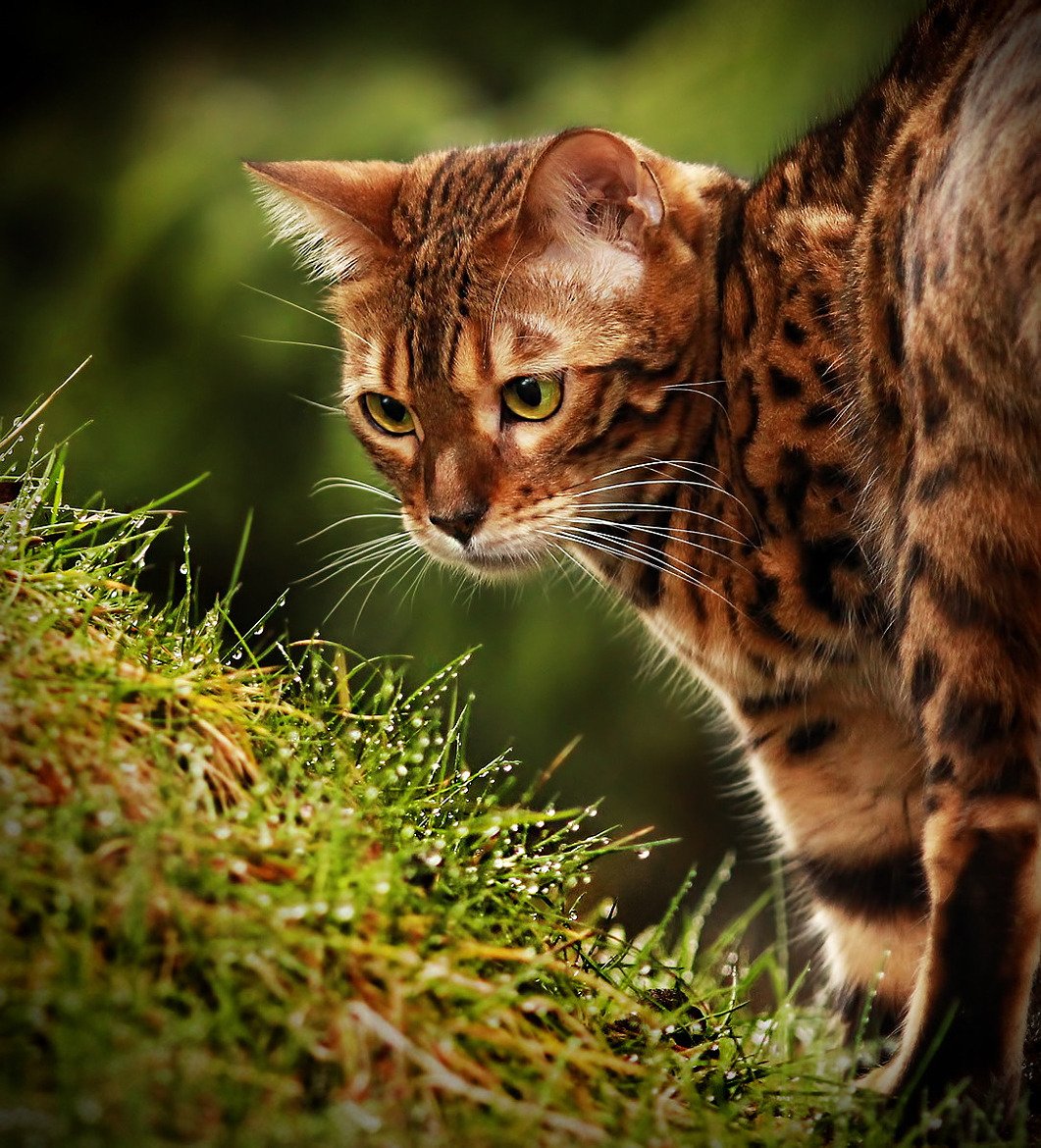 Тигровая кошка