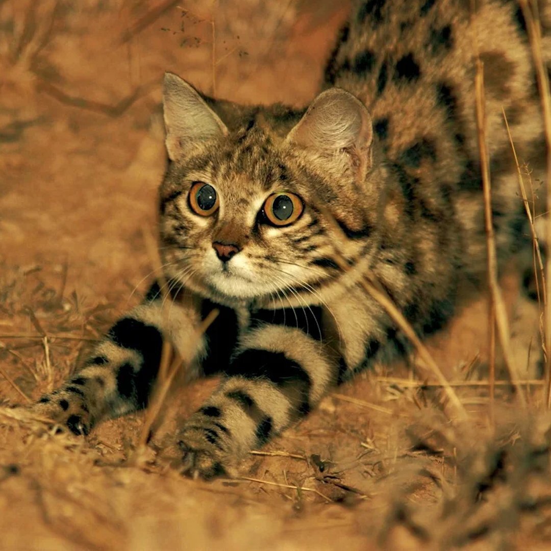 4. Черноногая кошка (Felis nigripes)