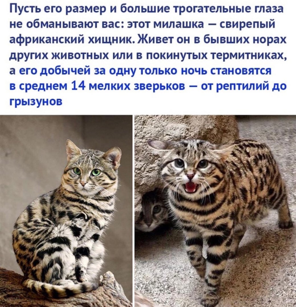 Муравьиный тигр