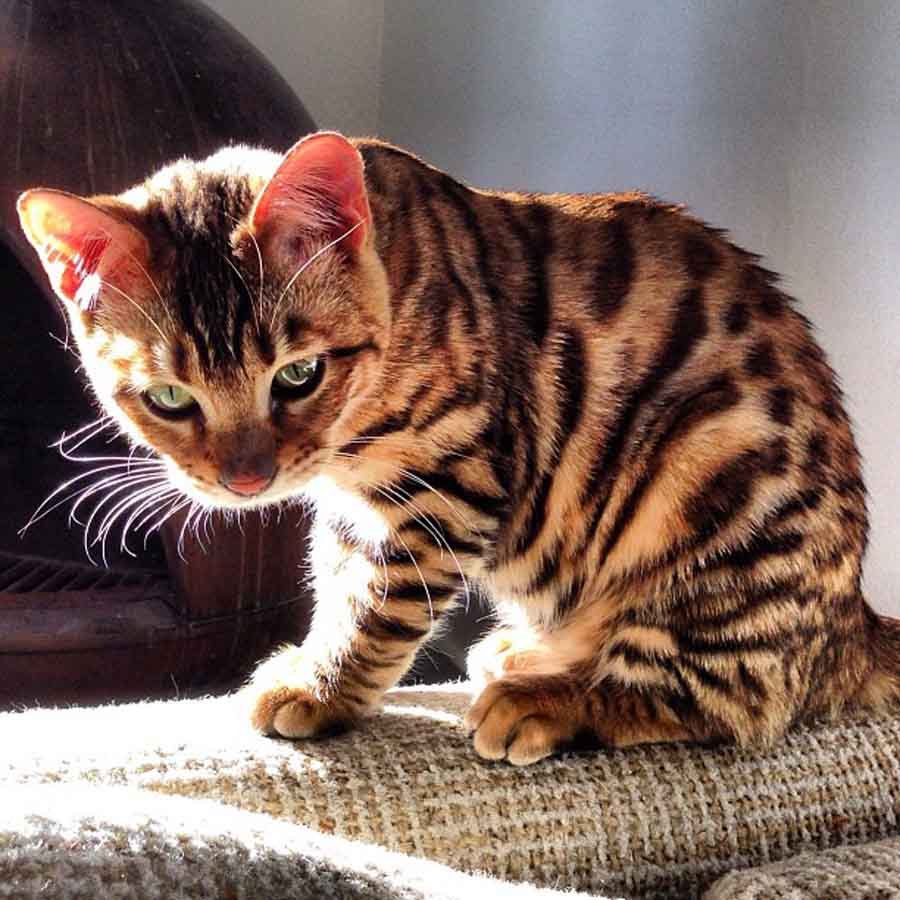 Тойгер (Toyger)
