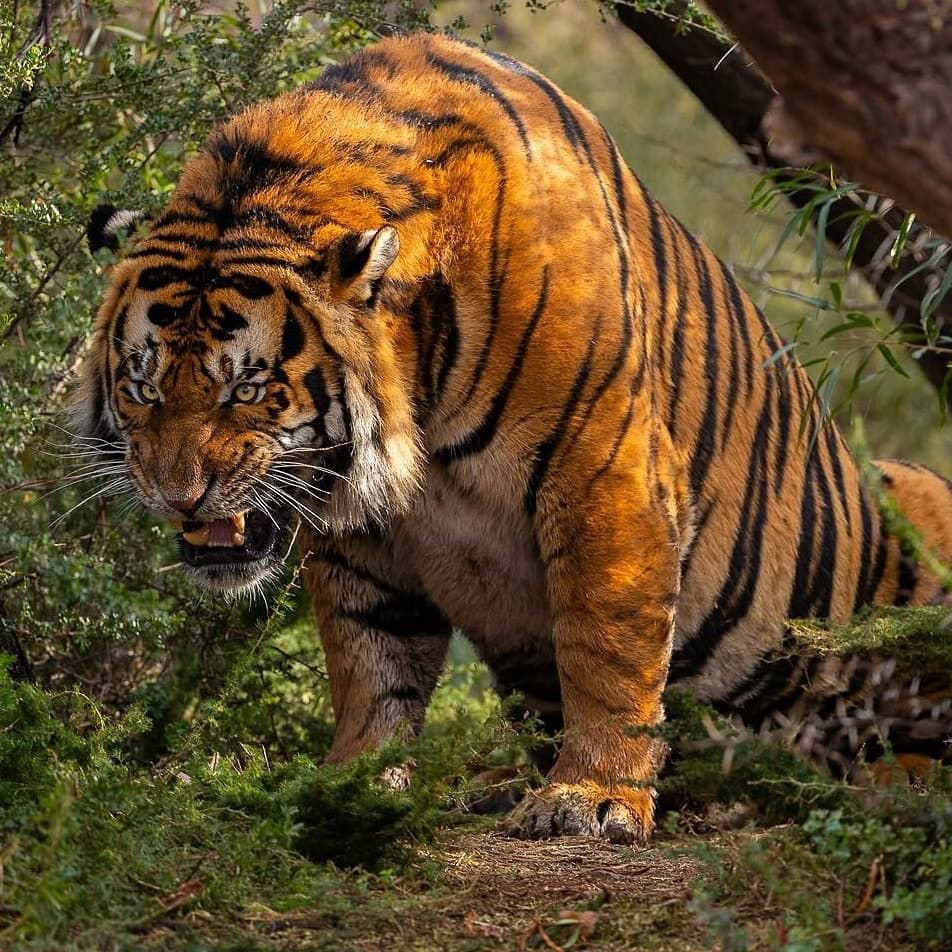 Тайгер Лабушер (тигр)