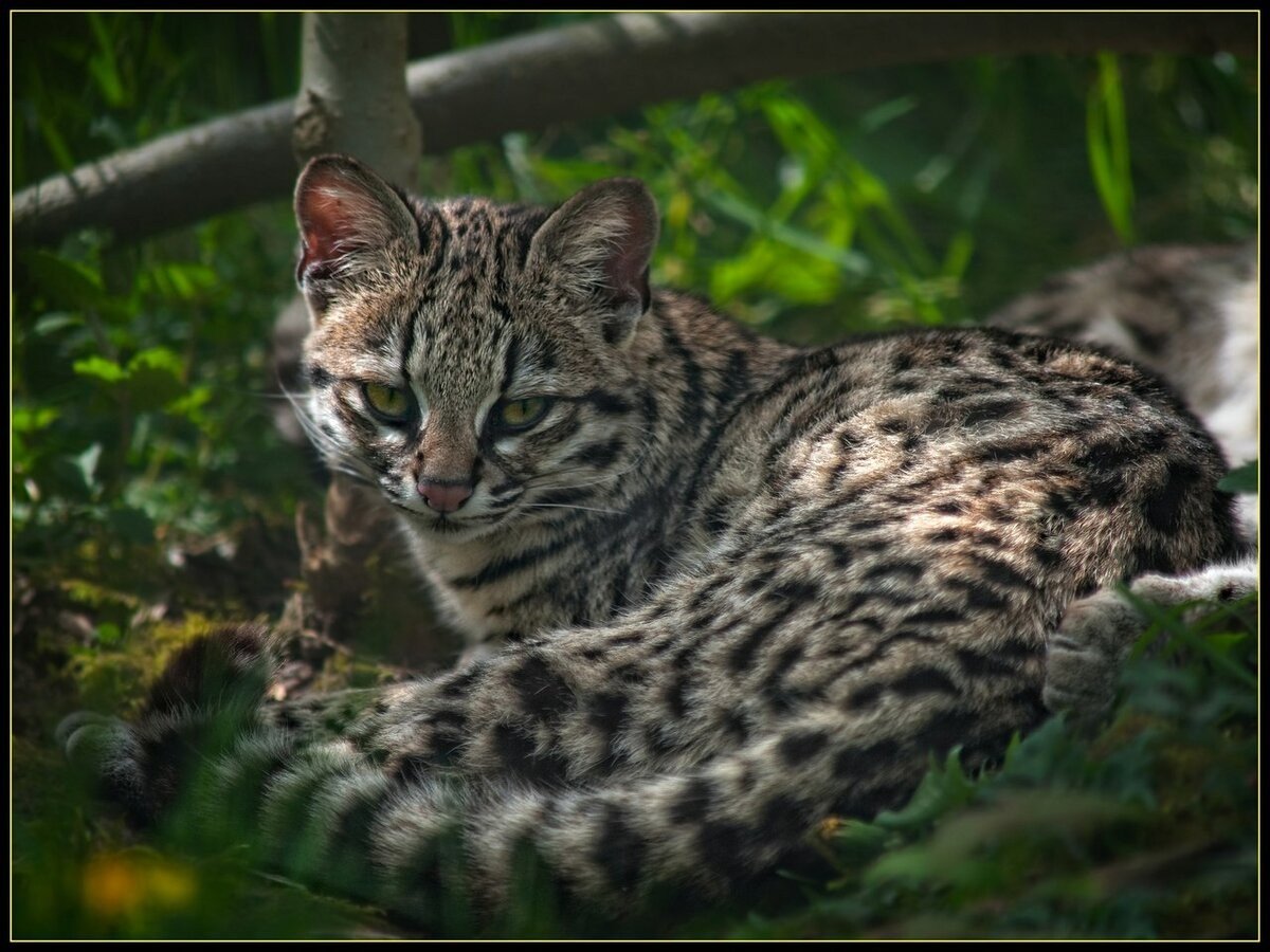 Онцилла (leopardus tigrinus)