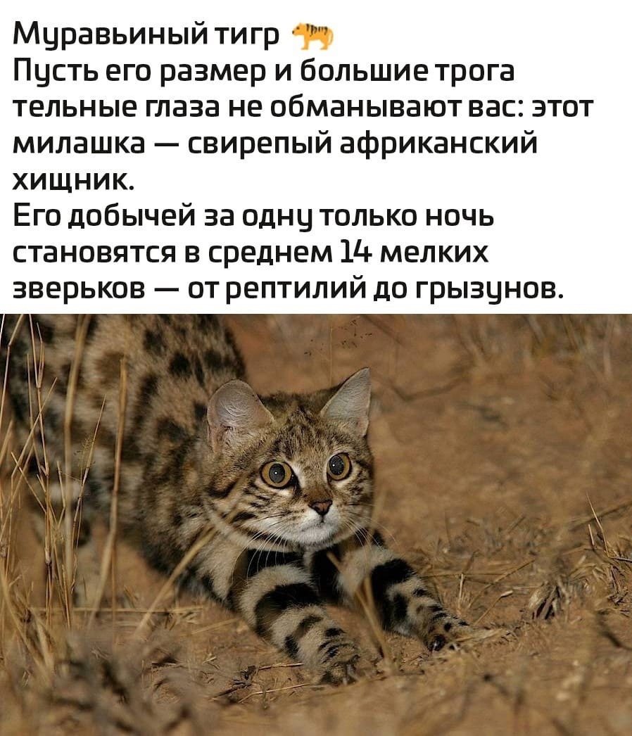 Муравьиный тигр