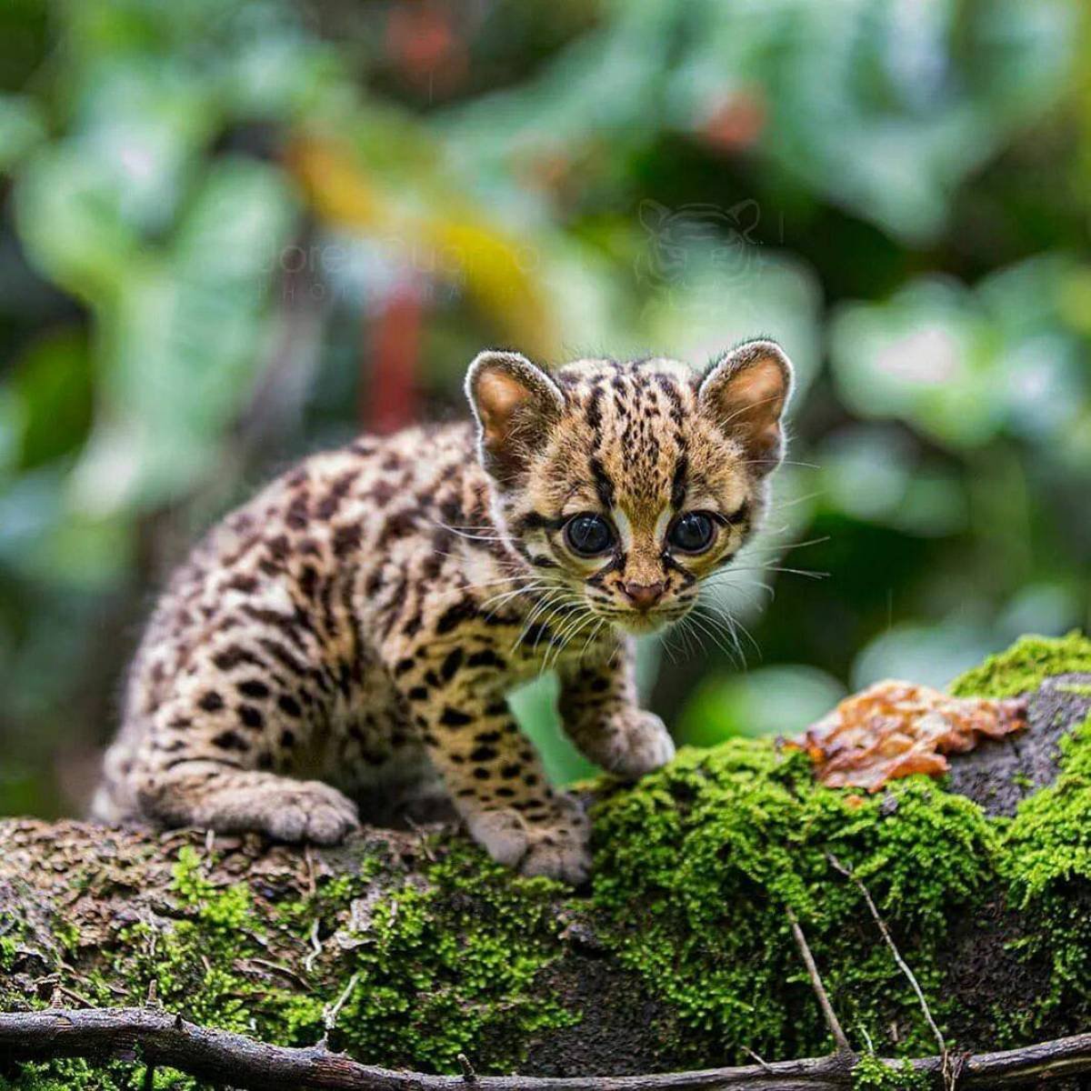 Онцилла и Оцелот