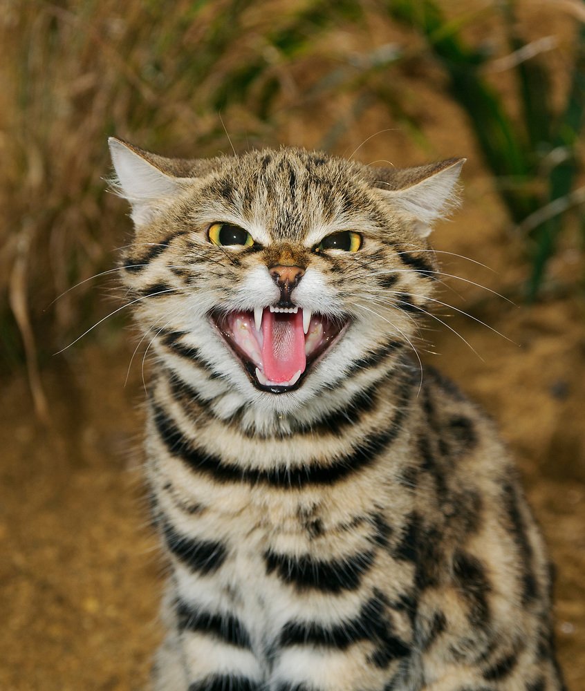 Черноногая кошка