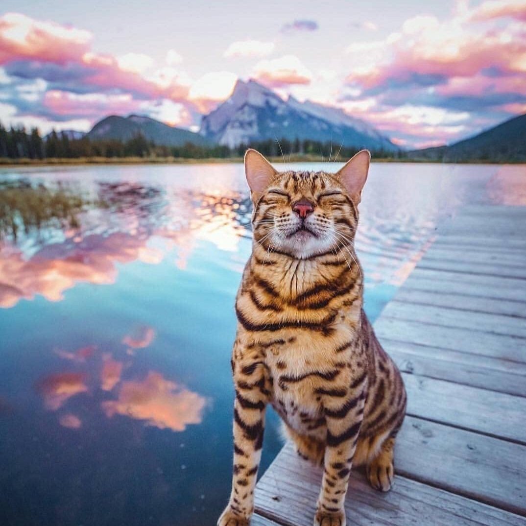 Счастливый кот