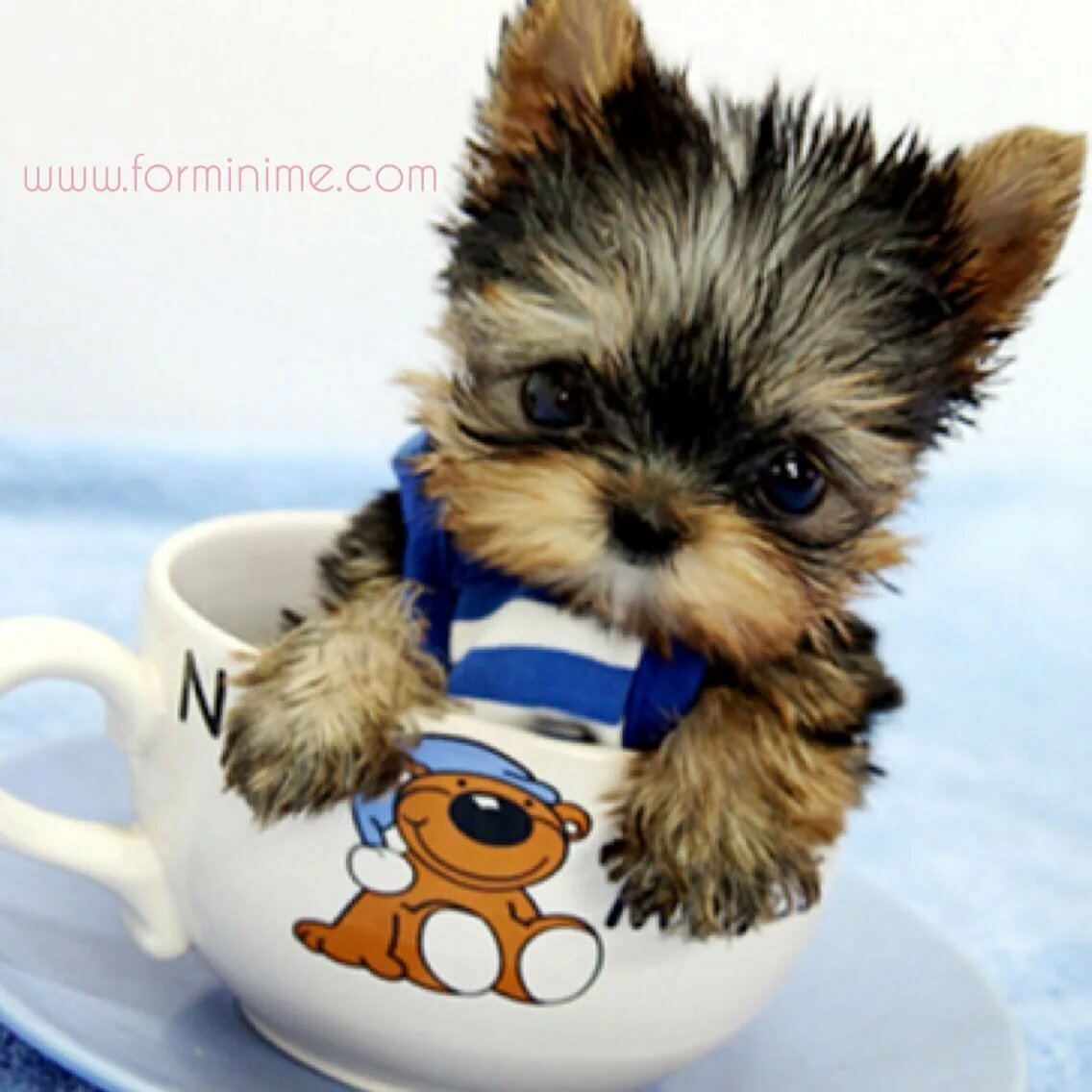 Померанский шпиц Teacup.