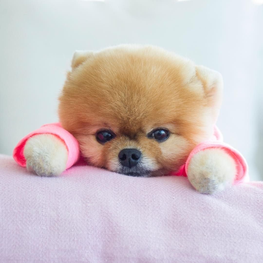 Шпиц jiffpom