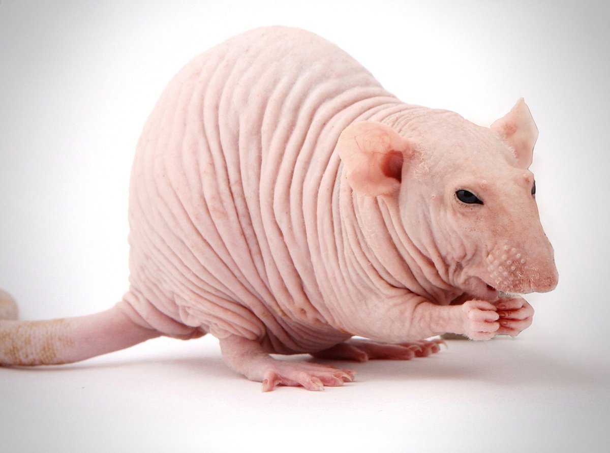 Лысая крыса Дамбо