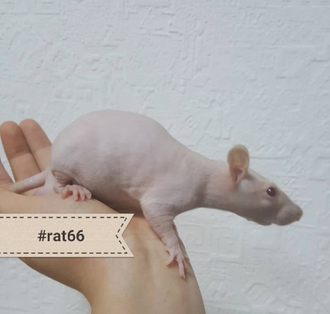 Сфинкс Дабл рекс