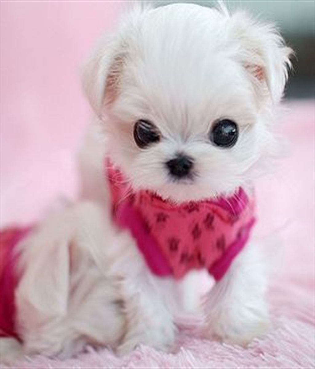 Мальтийская болонка мини