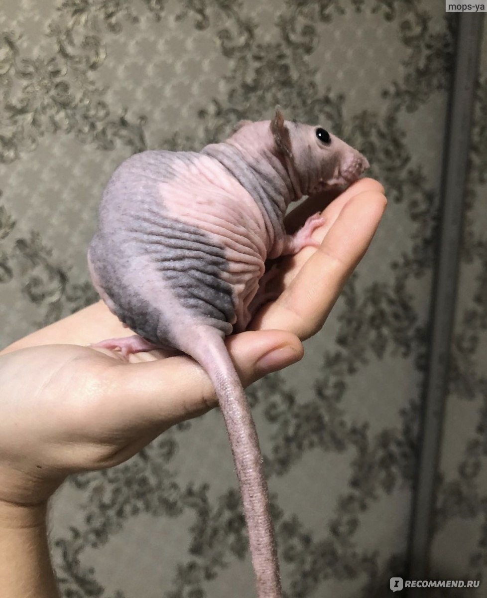 Лысые крысы домашние
