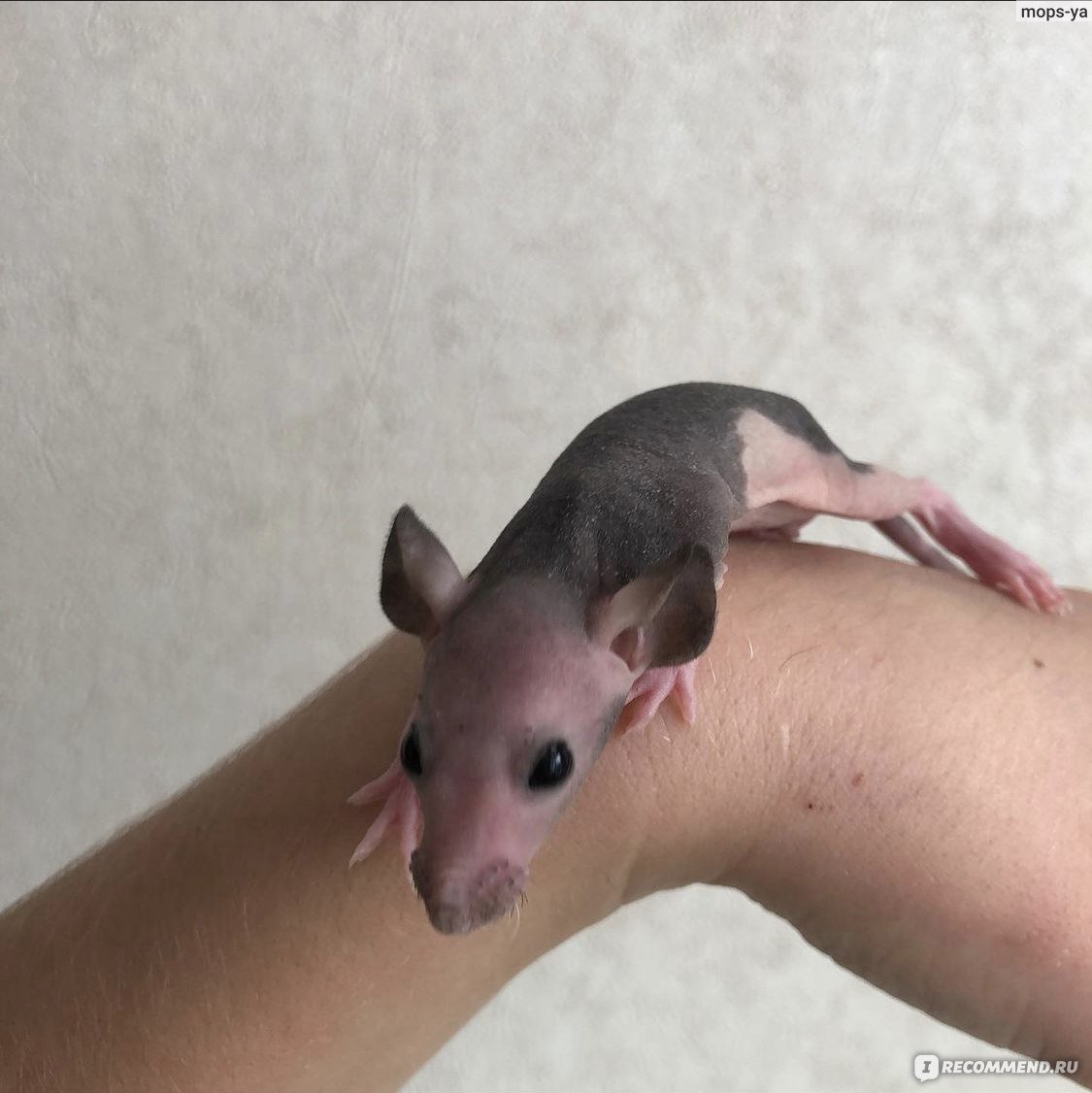 Крыса Дамбо сфинкс