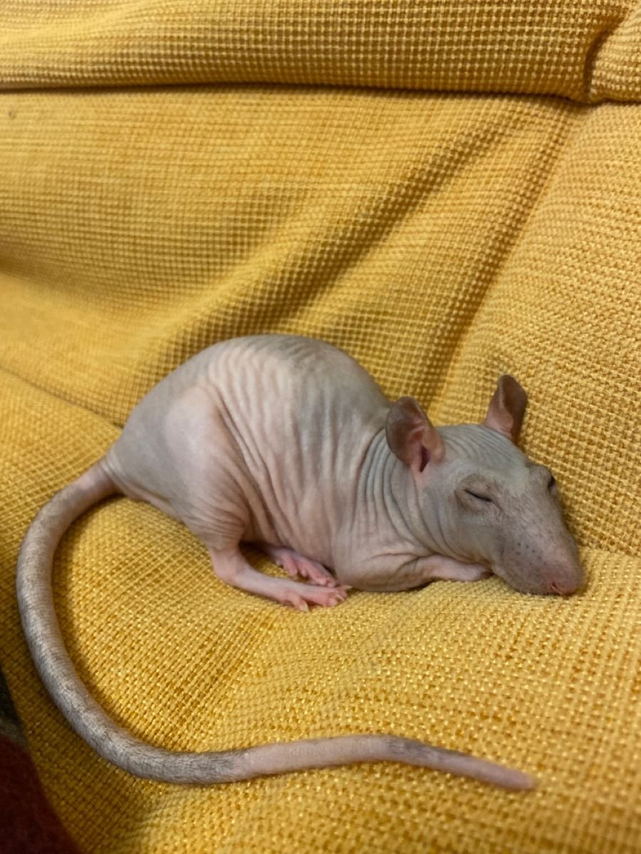 Крыса сфинкс потомство