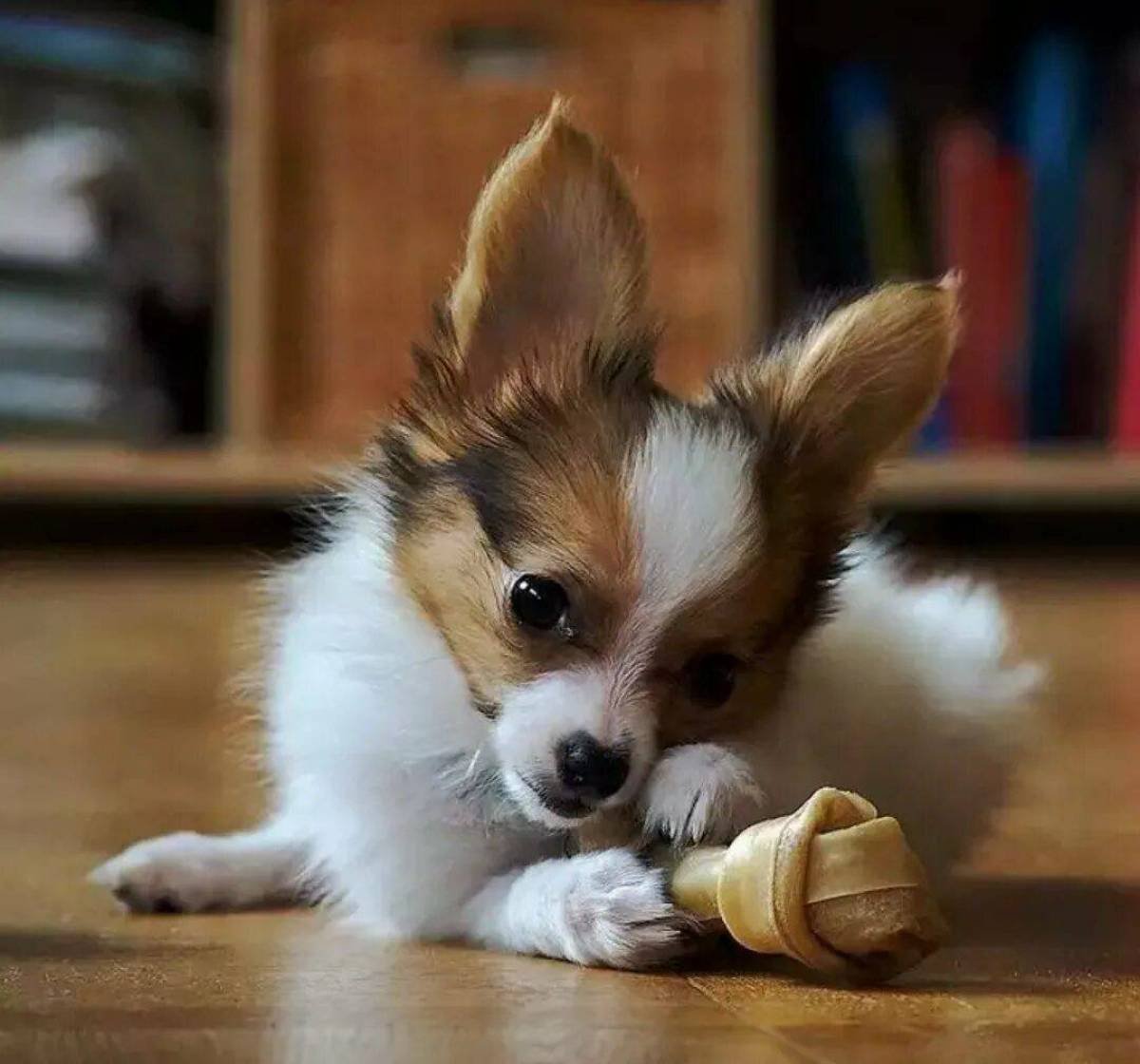 Маленькие породы СОА.К