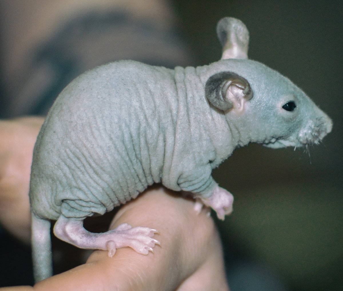 Лысые крысы Дамбо