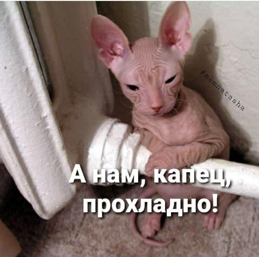 Смешные сфинксы