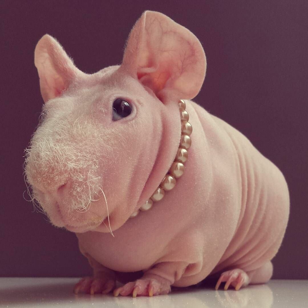 Морские свинки скинни и Болдуин