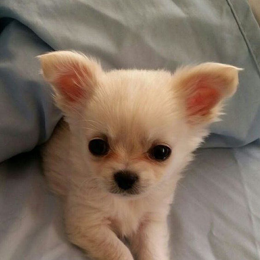 Маленькие щенки чихуа