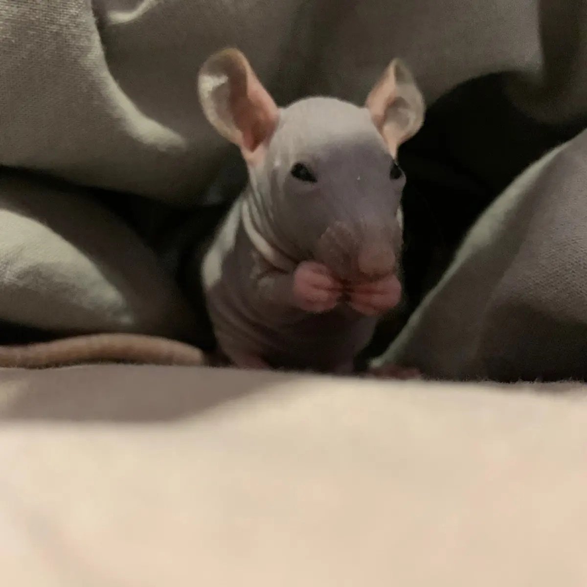 Лысые крысы