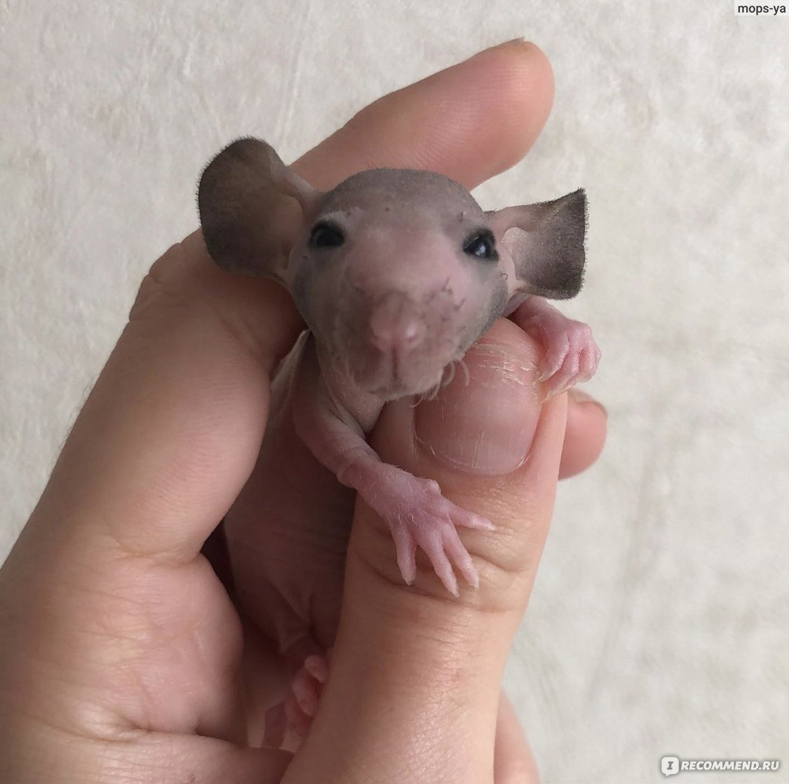 Декоративная крыса сфинкс