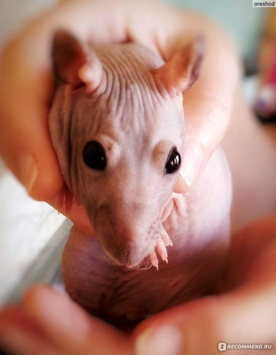 Декоративная крыса сфинкс