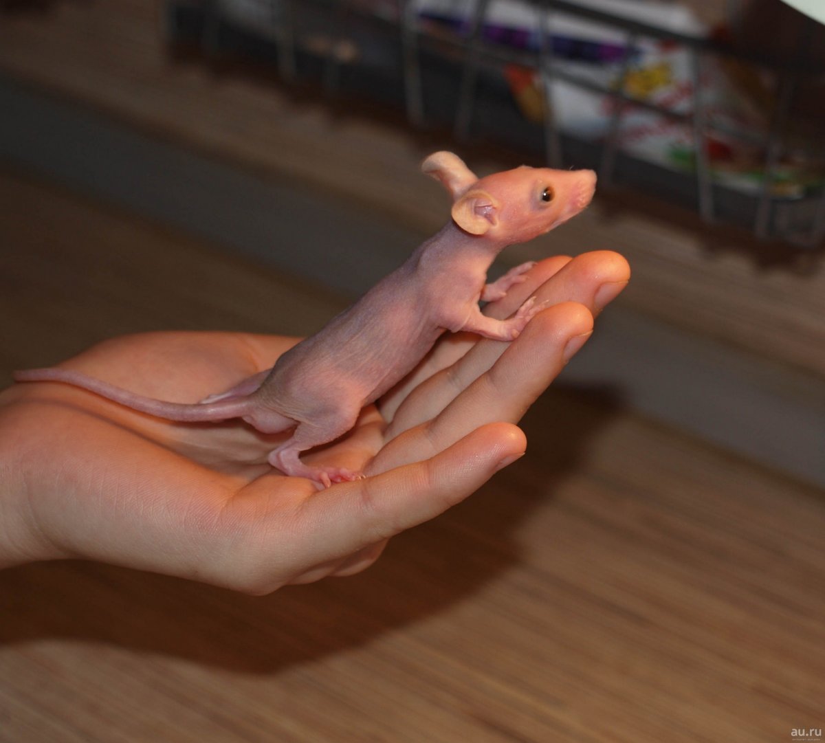 Декоративные крысы Дамбо сфинкс