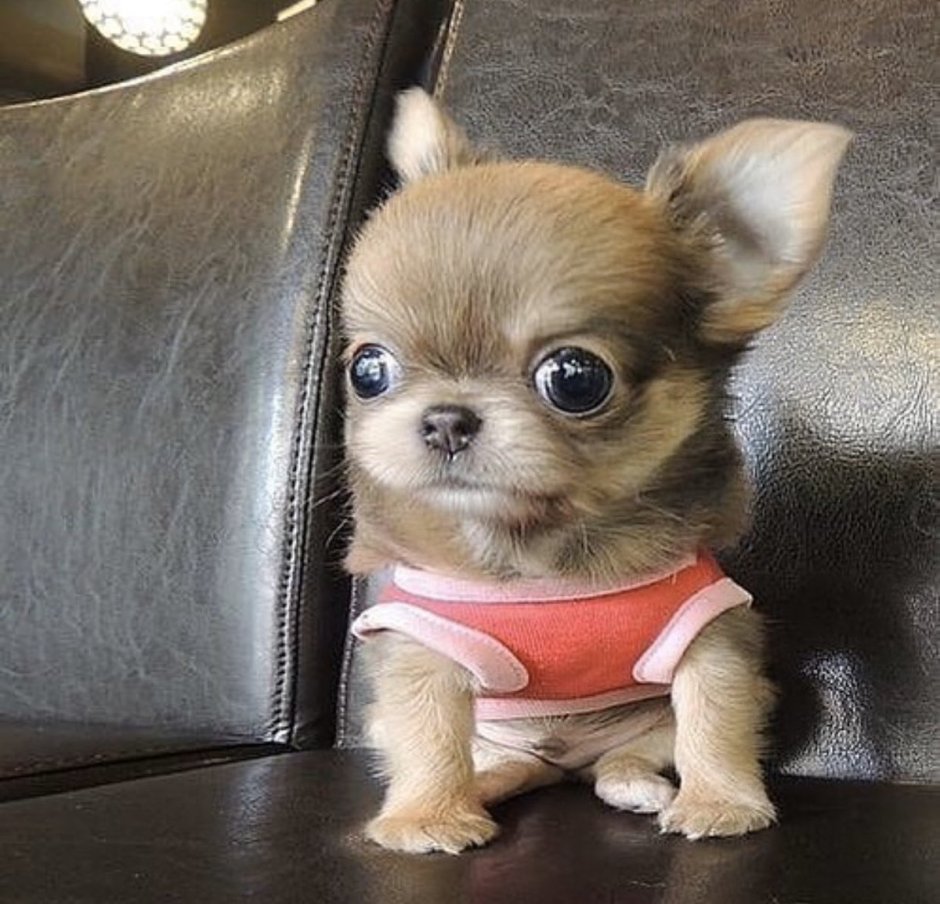 Собачка чихуахуа