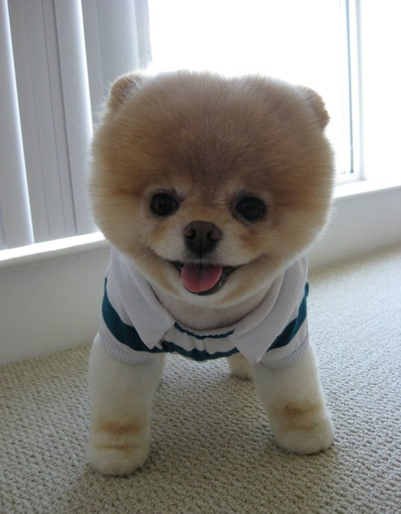 Японский шпиц Шунсуке