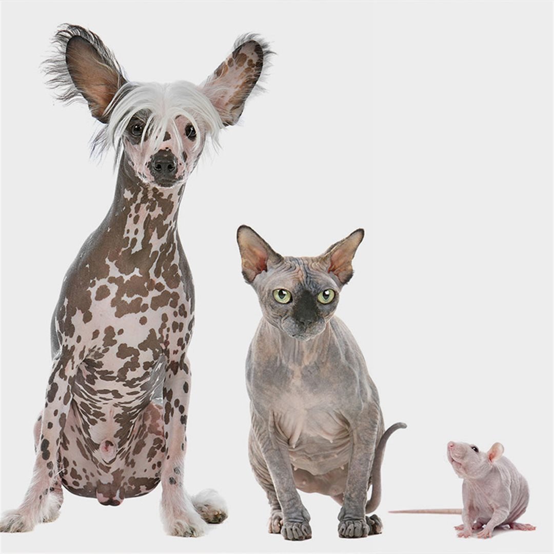 Сфинкс кошка и собака