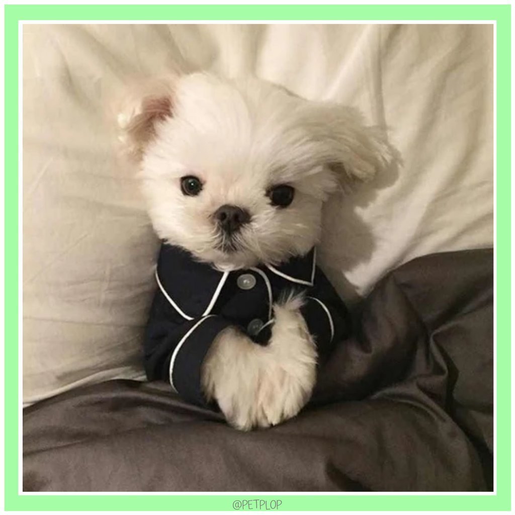 Чихуахуа + мальтипу