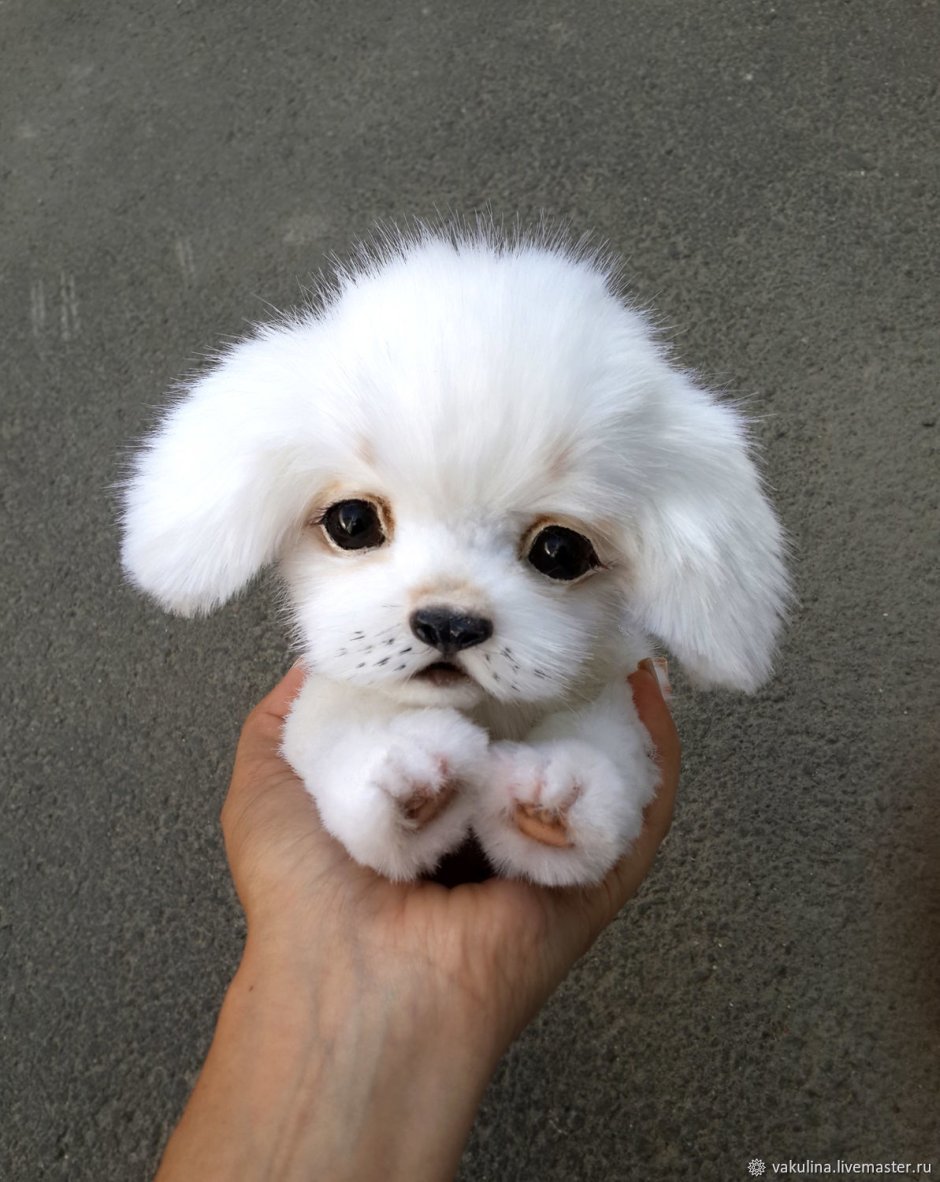Мальтезе мини шпиц