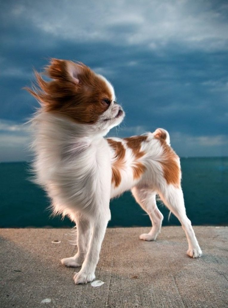 Японский Хин