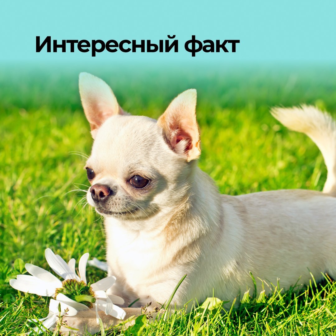 Чихуахуа короткошерстные