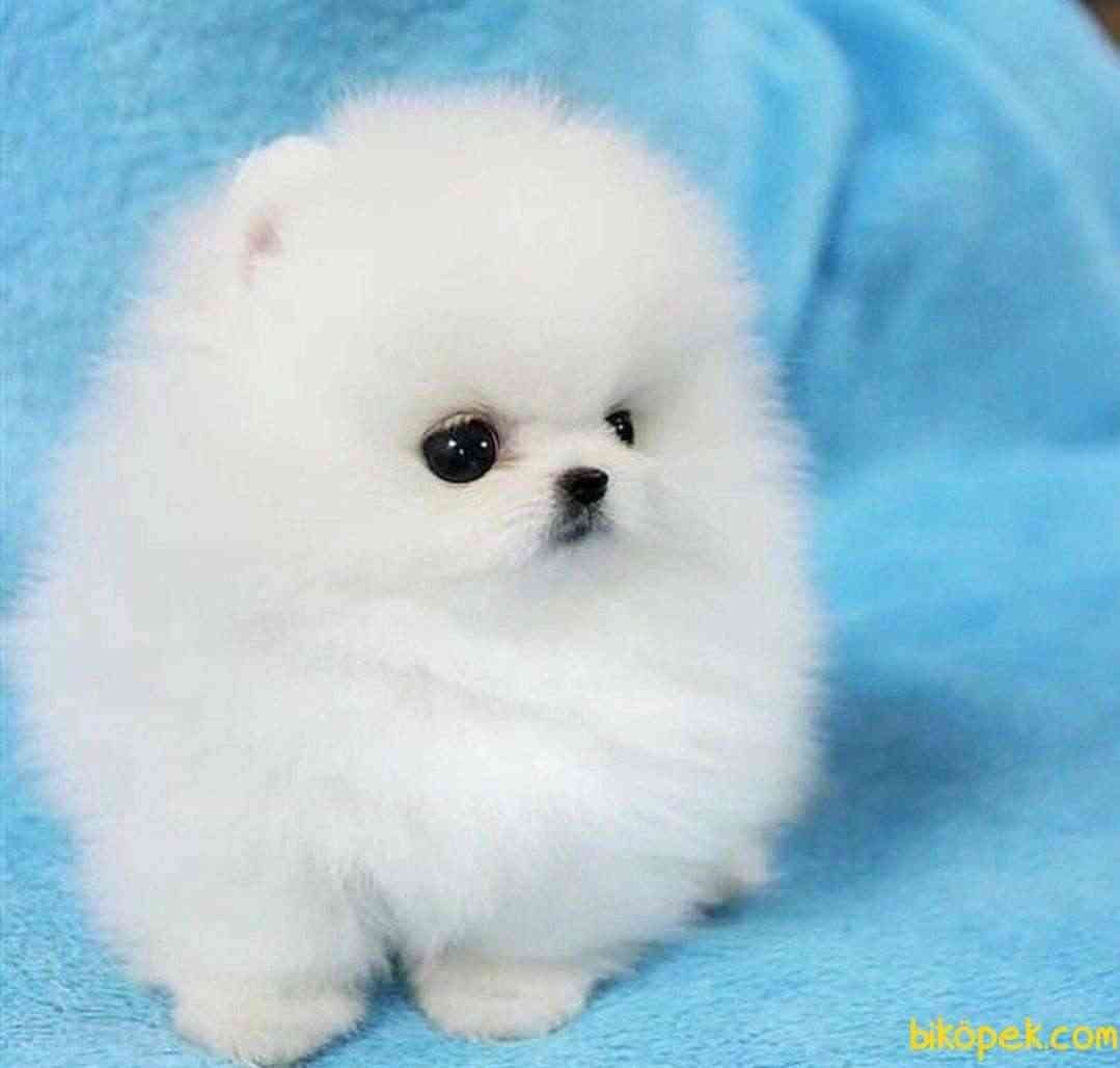 Померанский шпиц Беленький