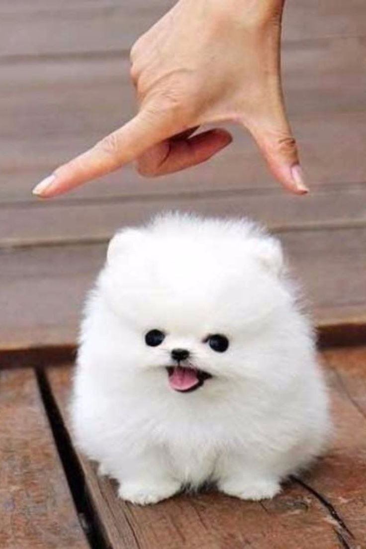 Карликовый шпиц флаффи