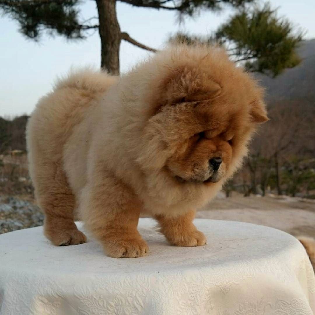 Чау чау флаффи