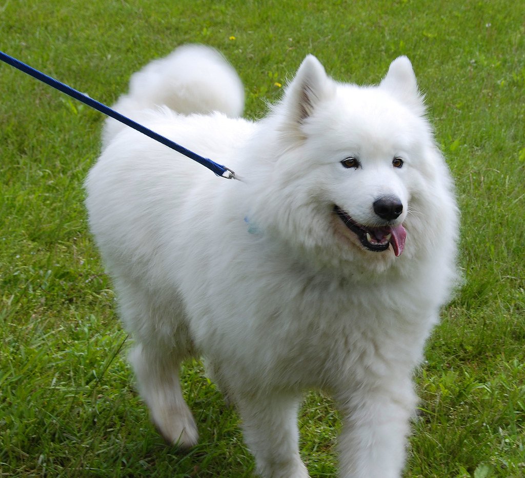 Тибетский самоед